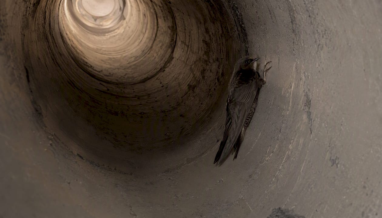 Chimney swift clinging inside chimney flue