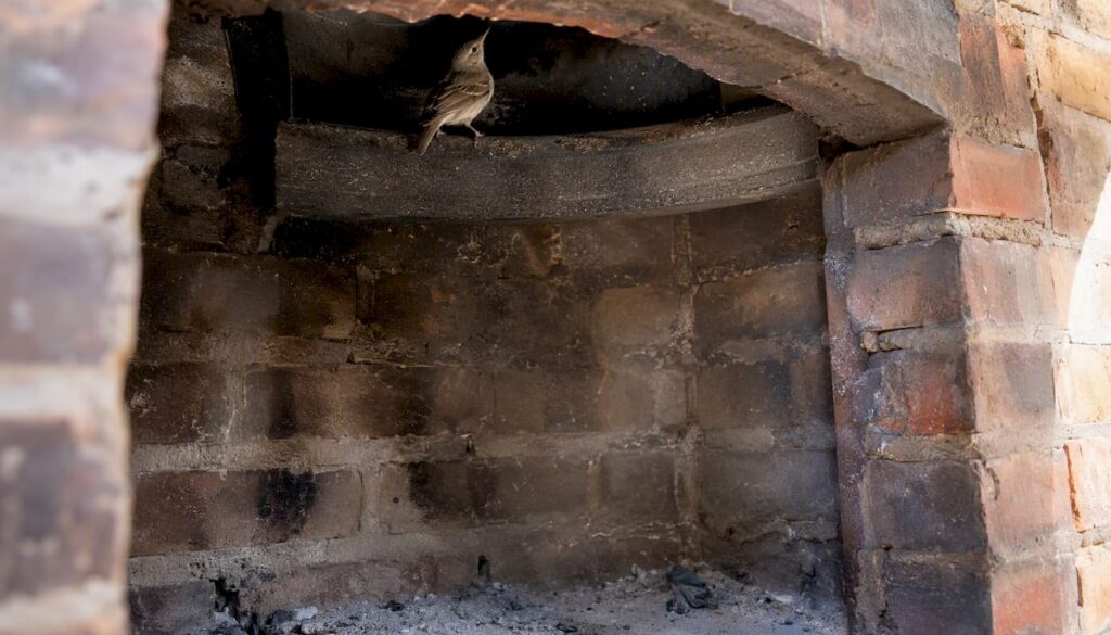 Small bird trapped inside home chimney firebox